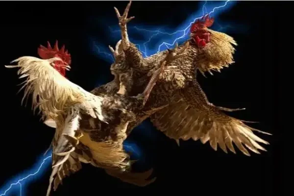 Tổng Quan và Lịch Sử Đá Gà Cựa Sắt