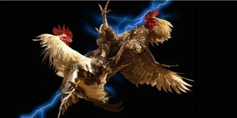 Tổng Quan và Lịch Sử Đá Gà Cựa Sắt